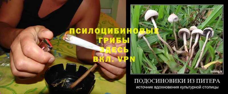 Псилоцибиновые грибы MAGIC MUSHROOMS  Валдай 